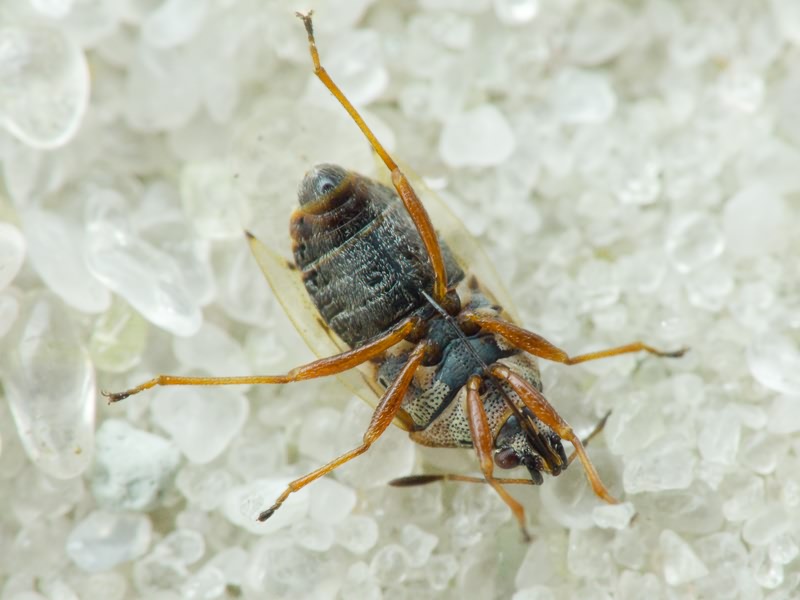 Kleidocerys resedae (Panzer, 1797)